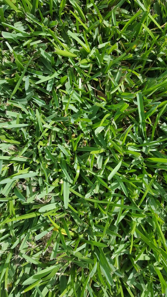 St Augustine Grass