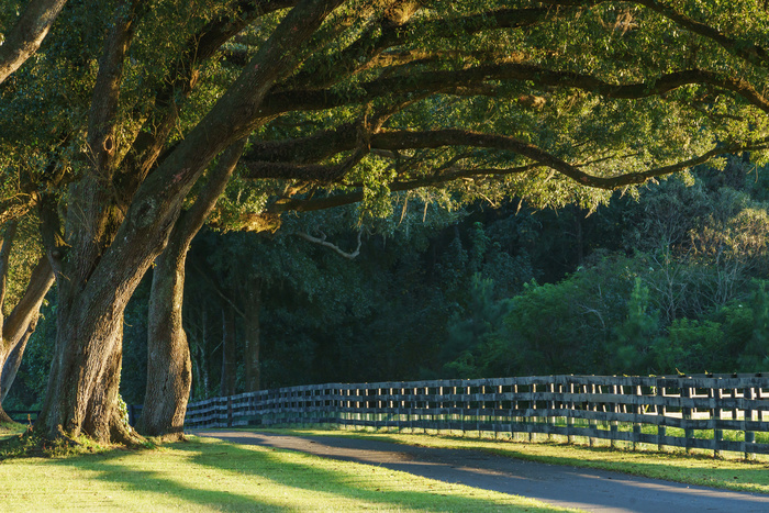 Live oak trees with four board farm fence in the rural countryside farm or ranch by a road looking serene peaceful calm relaxing beautiful southern tranquil